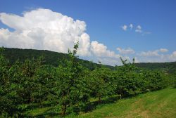 Kirschen selber pflücken